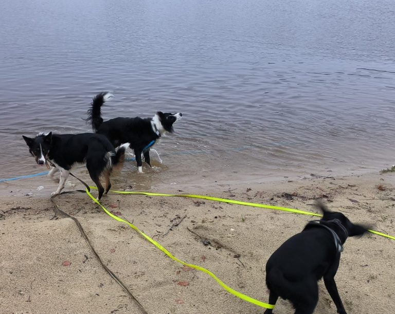 Trois chiens jouant près d'un étang, avec des laisses colorées.